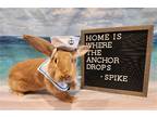 Adopt Spike a Orange New Zealand / Mixed rabbit in Columbus, OH (38181068)