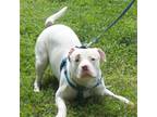 Adopt Trooper in Gloucester VA a White - with Brown or Chocolate Pit Bull