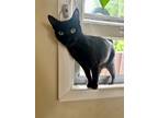 Adopt STEVIE - Offered by Owner - Teen Girl a All Black Domestic Shorthair /