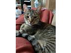 Adopt KIPPA - Offered by Owner - Young female a Brown Tabby Domestic Shorthair /