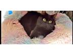 Adopt Maya and her son Armani - Offered by Owner a All Black Domestic Mediumhair
