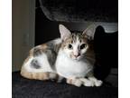 Adopt Molly a Calico or Dilute Calico Calico / Mixed (short coat) cat in