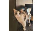 Adopt Polly a Calico or Dilute Calico Domestic Shorthair / Mixed (short coat)