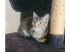Adopt Daryl a Brown Tabby Domestic Shorthair / Mixed (short coat) cat in