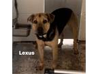 Adopt Lexus a Black - with Tan, Yellow or Fawn Shepherd (Unknown Type) / Mixed