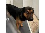 Adopt Pearl a Black - with Tan, Yellow or Fawn Shepherd (Unknown Type) / Mixed
