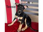 Adopt Tessie a Black - with Tan, Yellow or Fawn German Pinscher / Doberman