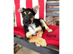 Adopt Anna a Black - with Tan, Yellow or Fawn German Pinscher / Doberman