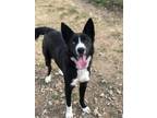 Adopt Nicole a Black - with White Border Collie / Mixed dog in Weatherford