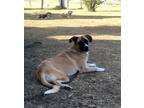 Adopt Buckley a Tricolor (Tan/Brown & Black & White) Anatolian Shepherd / Mixed