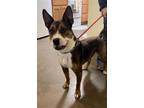 Adopt Maxwell a Pit Bull Terrier / Shepherd (Unknown Type) / Mixed dog in