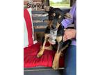 Adopt Stoney-puppy a Black - with Tan, Yellow or Fawn German Pinscher / Doberman