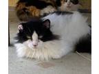 Adopt Rico a Black & White or Tuxedo Domestic Longhair / Mixed (long coat) cat