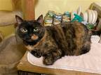 Adopt Isabella a Tortoiseshell Domestic Shorthair / Mixed (short coat) cat in