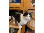 Adopt Debbie a Black & White or Tuxedo Domestic Mediumhair / Mixed (medium coat)