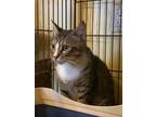 Adopt Brody a Brown Tabby Domestic Shorthair / Mixed (short coat) cat in
