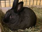 Adopt Neville a Black Other/Unknown / Mixed (short coat) rabbit in Escondido