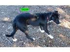 Adopt Tacha a Tricolor (Tan/Brown & Black & White) Pit Bull Terrier / Labrador
