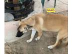 Adopt Nano a Tan/Yellow/Fawn - with Black Belgian Malinois / Mixed dog in
