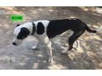 Adopt Bone a Black - with White Pit Bull Terrier / Labrador Retriever / Mixed