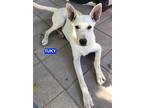 Adopt Tuky a White German Shepherd Dog / Mixed dog in Woodland Hills