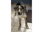Adopt Thumper a Catahoula Leopard Dog / Mixed dog in Williamstown, KY (38201443)
