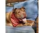Adopt Dublin a Mixed Breed (Large) / Mixed dog in Brooklyn, NY (38132927)