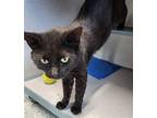 Adopt Gripper a All Black Domestic Mediumhair / Mixed (medium coat) cat in