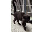 Adopt Victor a All Black Domestic Shorthair / Mixed cat in Knoxville