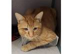 Adopt Tator Tot a Orange or Red Domestic Shorthair / Mixed (short coat) cat in