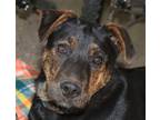 Adopt Odie a German Shepherd Dog / Mixed dog in San Ramon, CA (38219740)