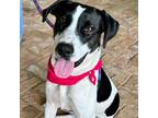 Adopt Gladys a Black Hound (Unknown Type) / Mixed dog in FREEPORT, FL (38025578)