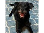 Adopt Padfoot a Labrador Retriever / Mixed dog in Spring Hill, KS (38277742)