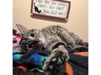 Adopt Tiger Lily a Domestic Shorthair / Mixed cat in Spring Hill, KS (38277743)