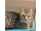 Adopt Polina a Domestic Shorthair / Mixed cat in Rocky Mount, VA (38289204)