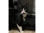 Adopt Kade 3877 a Domestic Shorthair / Mixed cat in Vista, CA (38287202)