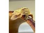 Adopt Quantum Leap a Gecko reptile, amphibian, and/or fish in Novato