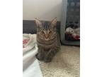 Adopt Molly a Brown Tabby Domestic Shorthair / Mixed (short coat) cat in Akron