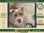 Adopt Eve a Mixed Breed (Medium) / Mixed dog in Melbourne, FL (38184560)