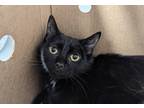 Adopt Zora a Domestic Shorthair / Mixed cat in Lexington, KY (38323031)