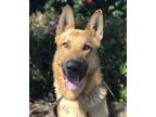 Adopt Buck a German Shepherd Dog / Mixed dog in Irvine, CA (38116097)