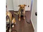 Adopt Willa a German Shepherd Dog / Mixed dog in Irvine, CA (38221188)