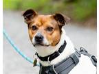 Adopt Noah a Jack Russell Terrier / Terrier (Unknown Type