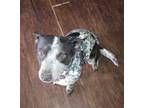 Adopt Daisy a Australian Shepherd / Border Collie / Mixed dog in Battle Ground