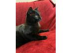 Adopt Ares a All Black Domestic Longhair / Mixed cat in Salt Lake City