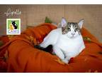 Adopt Apollo a Domestic Shorthair / Mixed cat in Salt Lake City, UT (38095969)