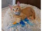 Adopt Tayson a Domestic Shorthair / Mixed cat in Salt Lake City, UT (38312925)