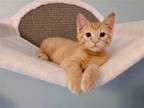 Adopt Trey a Domestic Shorthair / Mixed cat in Salt Lake City, UT (38312924)