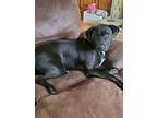 Adopt Yo-Yo a Retriever, Staffordshire Bull Terrier