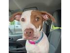 Adopt Peaches 2 a American Pit Bull Terrier / Mixed dog in Lake Charles